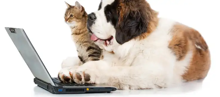 dog and cat playing on a laptop