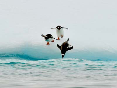 penguins jumping into the water