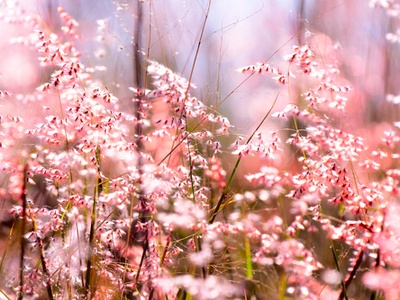 Spring flowers in bloom